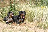 BEAUCERON - ADULTS and PUPPIES 008